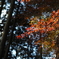 紅葉2