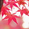 薄紅いろ。。