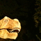 岡崎 東公園紅葉ライトアップ 恐竜笑