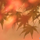 紅葉重なる。