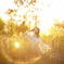 「It is looking at the sun」