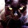 ローマの凛々しい黒猫
