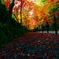 紅葉の回廊