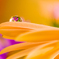 水滴の花