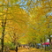 昭和記念公園といえば