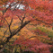 紅黄