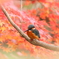 紅葉カワちゃん