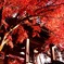 紅葉に覆われて
