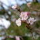 秋桜