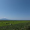 サロベツからの利尻山