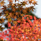 長岡天満宮_紅葉④