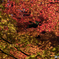 長岡天満宮_紅葉⑤