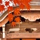  光明寺红葉