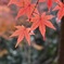 光明寺红葉