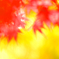 紅葉二題　光の中で