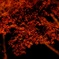 夜紅葉③