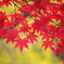 彩紅