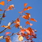 紅葉八幡宮