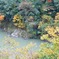 永源寺のもみじが紅葉