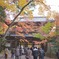永源寺のもみじが紅葉