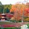 紅葉見納めかな