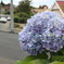 hydrangea