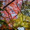 瑞巌寺-紅葉