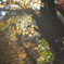 瑞巌寺-紅葉