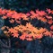 熱海梅園の紅葉