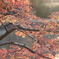 photo_7318631