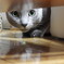 どこからでも！見てますニャン