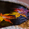 紅葉と波紋