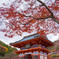 LeicaQ勝尾寺