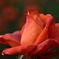 薔薇　ローズ・５０ならしの