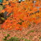 裏磐梯の紅葉