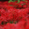 真紅の世界