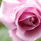 薔薇の中へ