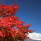 紅葉と青空