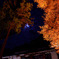 紅葉と月