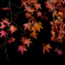 闇夜に浮かび上がる紅葉