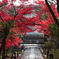 紅葉