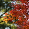 一本の紅葉