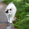 『一日一猫，12日目』