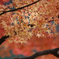 とける紅葉