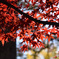 河口湖の紅葉