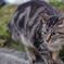 12月2日・朝のご近所猫①