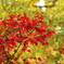 九品仏の紅葉