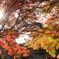 木漏れ日と紅葉