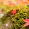 落紅葉と苔