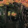 長安寺紅葉
